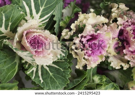 flowers decorative cabbage close up