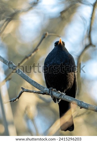 In Dublin's iconic Phoenix Park, a melodious male Blackbird (Turdus merula) serenades with his rich tunes. Witness the avian charm amidst the historic beauty of Ireland's capital. 