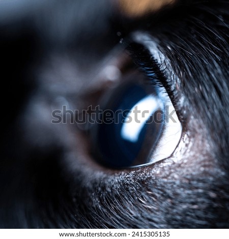 Macro photography of a mini dachshund's eye. Super resolution and detail