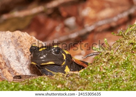 salamander on moss looking at camera