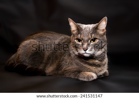 Adult purebred gray cat portrait.