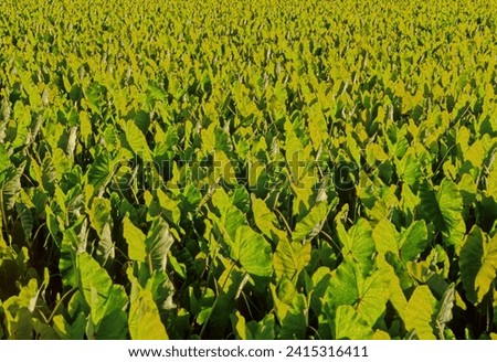Taro Colocasia esculenta is a root vegetable. It is the most widely cultivated species of several plants in the family Araceae that are used as vegetables for their corms, leaves, stems and petioles.