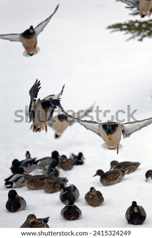 Mallard in flight over a snow covered field with ducks in the background