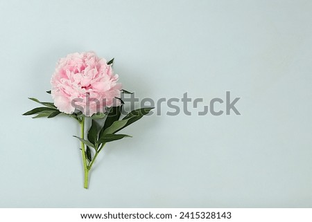 Abstract floral composition, beautiful spring peony on a gray background, banner and template for design, still life with space for text, floral holiday card, selective focus