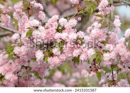 sakura flowers on a spring day