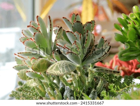 Leaves of the succulent plant Sedum on a blurry background