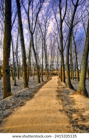 Path through a leafless poplars forest in winter.