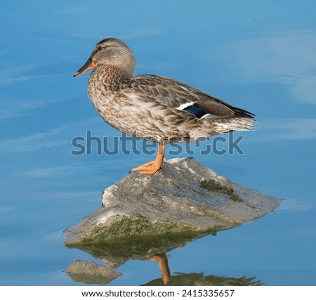 Mallard female standing on a rock