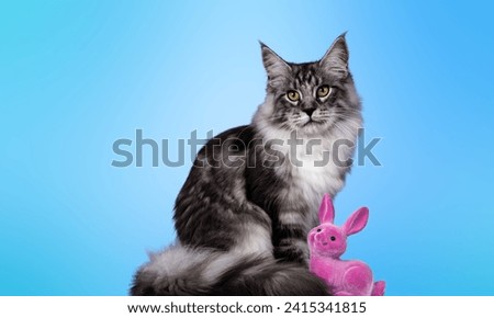 Portrait of a cute tabby Maine Coon Kitten on a blue background. Cat portrait in photo studio. Isolated background.