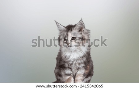 Portrait of a cute tabby Maine Coon Kitten on a light color background. Cat portrait in photo studio. Isolated background.