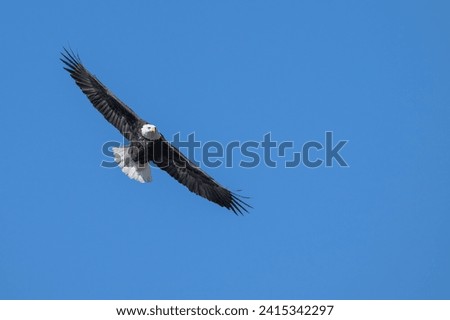 Bald eagle flies with wings spread toward the camera. Royalty-Free Stock Photo #2415342297