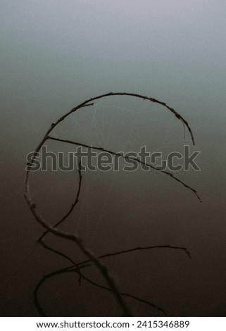 Abstract photo with a branch in the lake