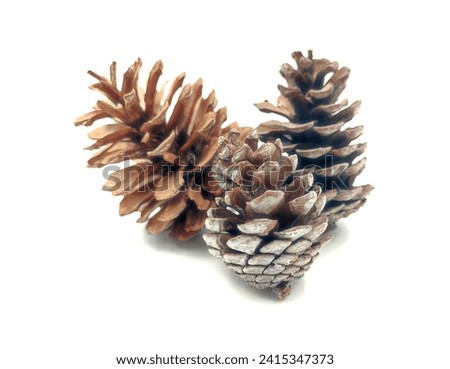 Three pinecones (Pinus halepensis or Aleppo pine), isolated on white background.