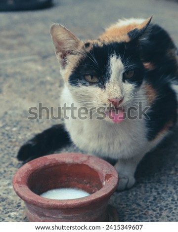 Playful portrait of a charming cat with its tongue out, captivated by a tempting milk pot placed in front