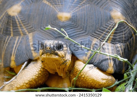 Radiated tortoise in Toliara saved from pouchers Royalty-Free Stock Photo #2415350129