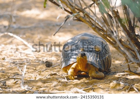 Radiated tortoise in Toliara saved from pouchers Royalty-Free Stock Photo #2415350131