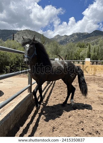 Spanish black horse. Still being foal surrounded nature.