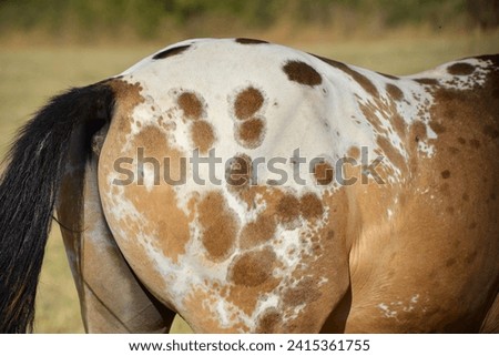 a beautiful horse. costs. runs. rare color. Akhal-Teke. Красивая лошадь. стоит. бежит. редкой масти. ахалтекинец