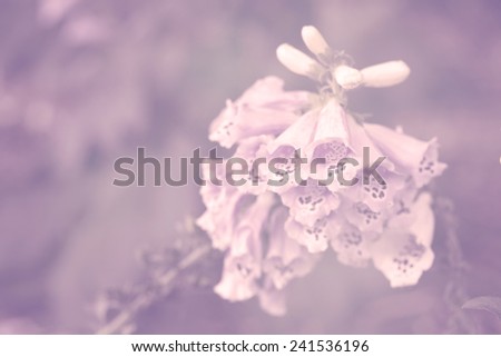 bunch of beautiful foxglove flower on soft pink color for background