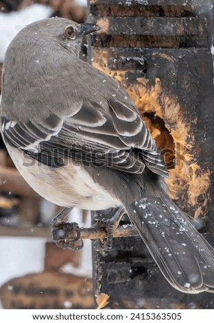 A Northern Mockingbird on the bird feeder                               