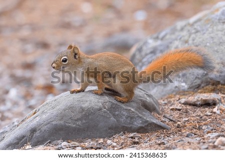 Squirrel, NP Denali,  Alaska, USA Royalty-Free Stock Photo #2415368635