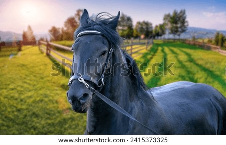 Black Friesian horse trotting on meadow in spring. Black horse runs gallop on Green Ground at sunrise.  Netherland Friesian horse Breed is large and Expensive. Often used in films and marketing Royalty-Free Stock Photo #2415373325