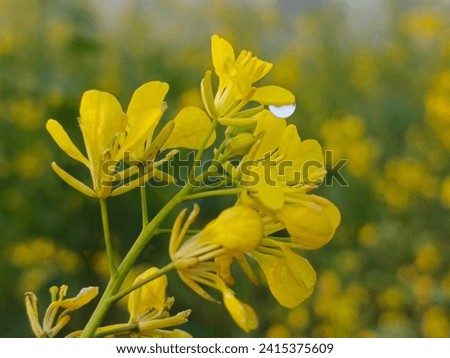 this picture is specially captured for pc and Mac book wallpaper, the mustard flower with dew Drop on morning 
