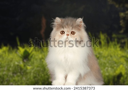 persian cat.White persian cat is on a outdoors  beautiful garden