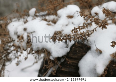 Snowscape Close-Up High-Definition Photography Winter Wonderland with Blended Ice and Snow