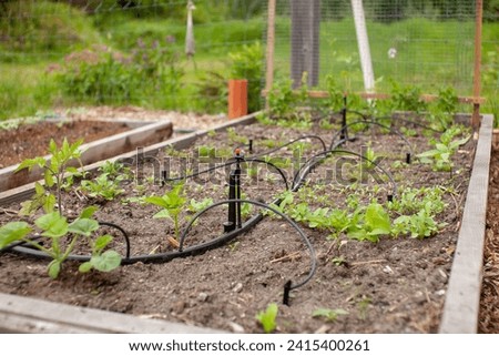 A raised garden bed in the Springtime gets planted out and set up with irrigation. Putting in irrigation in raised beds reduces water consumption compared to traditional overhead watering with a hose Royalty-Free Stock Photo #2415400261