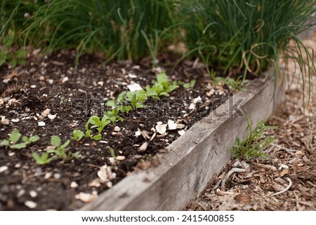 A gardener has used a row of crushed egg shells to add calcium to the soil and try to deter slugs in the garden from eating the small seedling Royalty-Free Stock Photo #2415400855