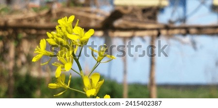 Mustards yellow colour flower photography. 