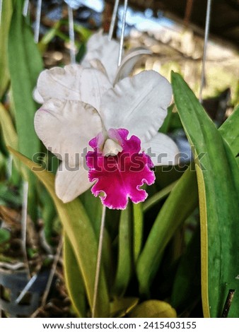 White​ and​ Purple​ Vanda Coerulescens Griff Orchid​
