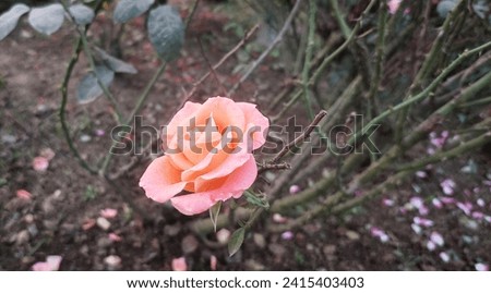 Gorgeous garden rose outdoor photography. 