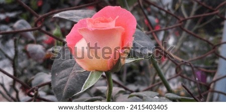 Gorgeous garden rose outdoor photography. 