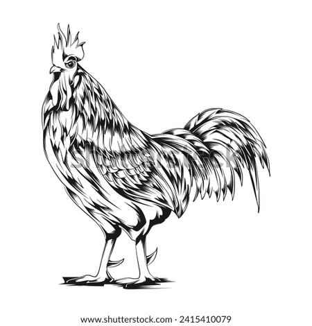 Engraved rooster. Hen sketch chicken kept on white background, hand drawn vintage chicken retro style drawing, bantam farming engraving vector illustration Royalty-Free Stock Photo #2415410079