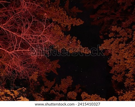 A night sky photography of stars and trees with a fire in the foreground. The picture captures the contrast between the firelight and the starlight. The picture has a cozy and romantic atmosphere.