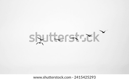 birds fly against the sky Royalty-Free Stock Photo #2415425293