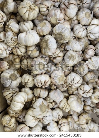 White garlic pile texture. Fresh garlic on market table closeup photo. Vitamin healthy food spice image. spicy cooking ingredient picture. Pile of white garlic heads. white garlic head heap top view