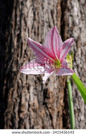 Amaryllis or Hippeastrum flowers during the day. Amaryllis blossom has umbel-shaped, it likes faint sunlight. Mixed pink and white flowers with blurred background. Image of beautiful nature of flower.