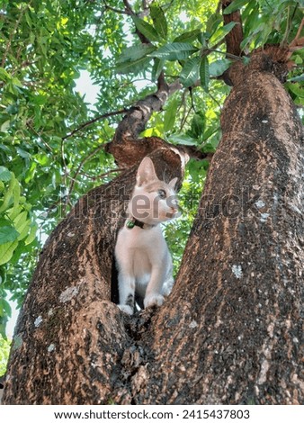 A cute kitten on the tree. Funny thing. Animal theme.