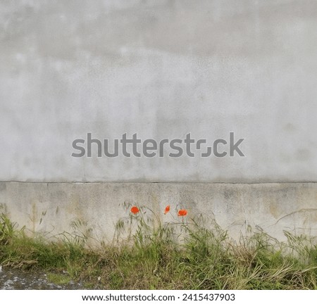Concrete Garden Outdoor Wall Texture with poppies flower