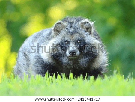Adorable hairy raccoon dog in summer Royalty-Free Stock Photo #2415441917