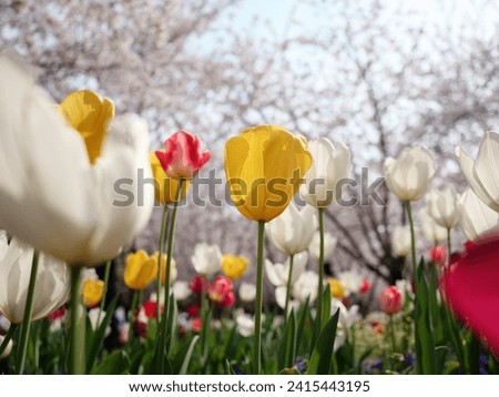 Group of colorful tulip flowers in tulip field at winter or spring day for postcard beauty decoration and agriculture concept design. Royalty-Free Stock Photo #2415443195