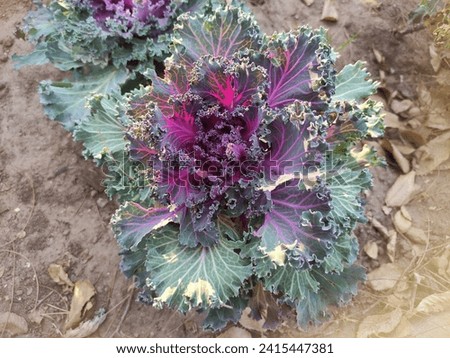 Picture of a beautiful decorative natural cauliflower in Rafsanjan PPar