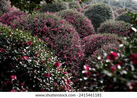 View of the camellia flowers at Jeju Camellia Arboretum