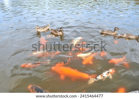 lake, river, water with orange fish, koi carp and brown ducks. feeding fish and ducks in a pond. Chinese carp, Japanese orange and white fish, brocade carp
