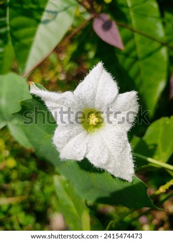 Stunning hd stock image of white Coccinia Grandis(Ivy gourd,Scarlet gourd,Dhendura, Kudri, Tropical vine) flower, selective focus, blurred background, top view.Daylight hi- res jpg photo with details.