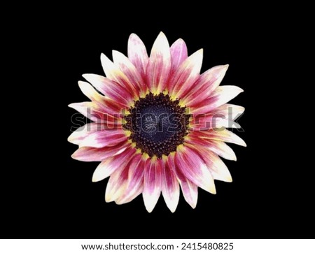 The black background in the picture is a pink sunflower with long, oval petals. The tips of the petals are white. In the middle of the flower there are some sunflower seeds that are 