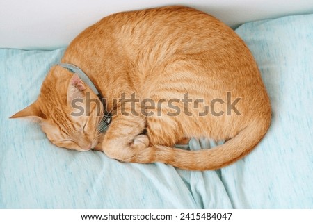 Top view, Close up of orange tabby cat sleeping on light blue bed and white background. Nap time of pet. behavior animal portrait. Royalty-Free Stock Photo #2415484047